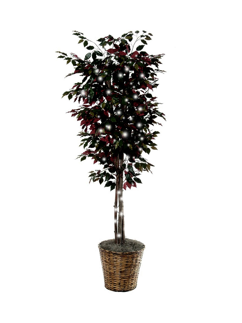 Silk_Ficus_Tree__4cc1eaf184f82.jpg